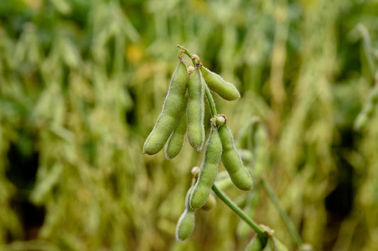 Why Soy Wax?